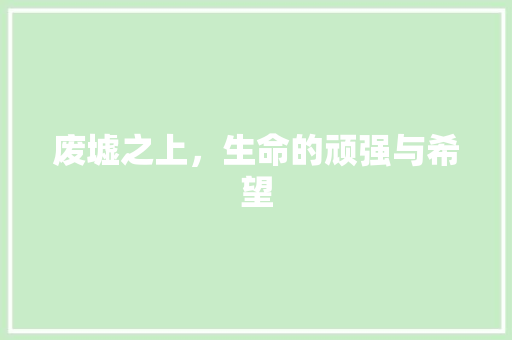 废墟之上，生命的顽强与希望
