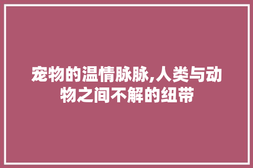 宠物的温情脉脉,人类与动物之间不解的纽带