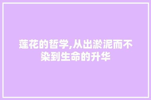 莲花的哲学,从出淤泥而不染到生命的升华 范文赏析