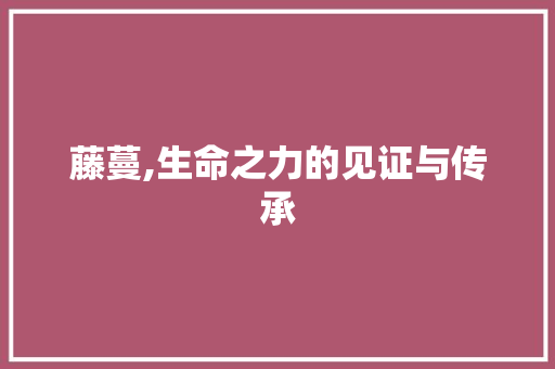 藤蔓,生命之力的见证与传承