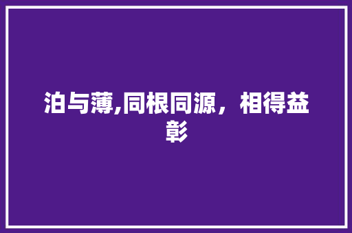 泊与薄,同根同源，相得益彰