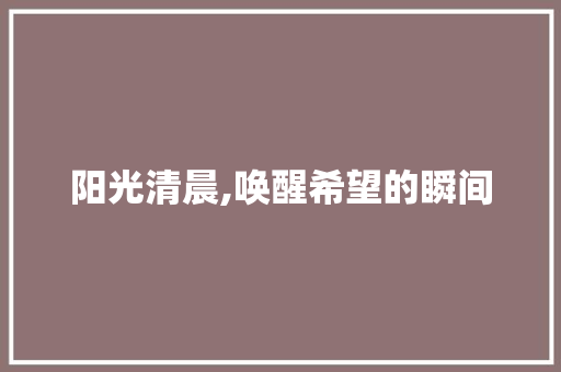 阳光清晨,唤醒希望的瞬间