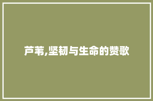 芦苇,坚韧与生命的赞歌